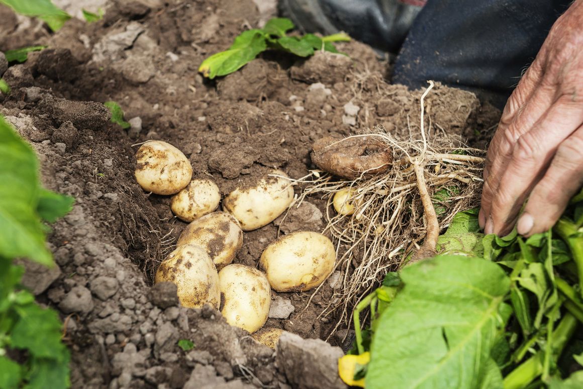 Kartoffeln in der Erde vor der Ernte